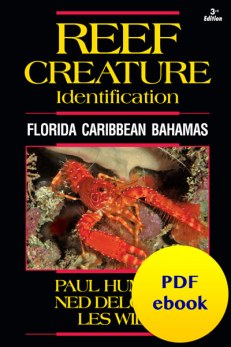 fish-cover-ebook-creature.jpg fish-cover-ebook-creature.jpg