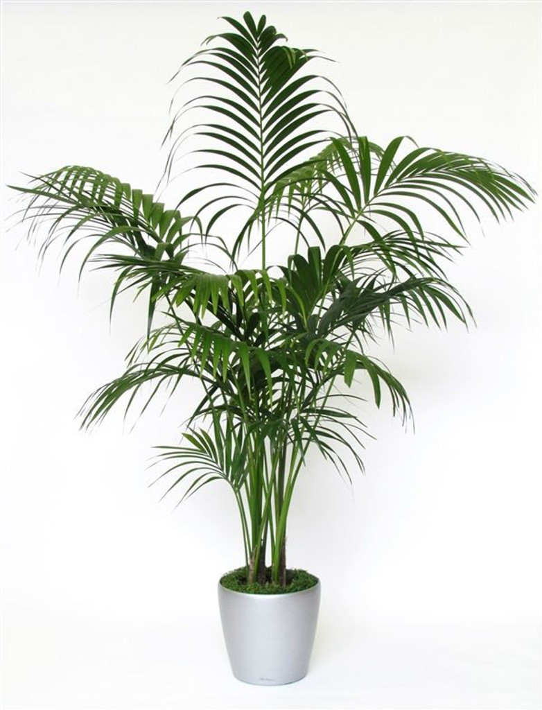 Office Palm, Large indoor Kentia.