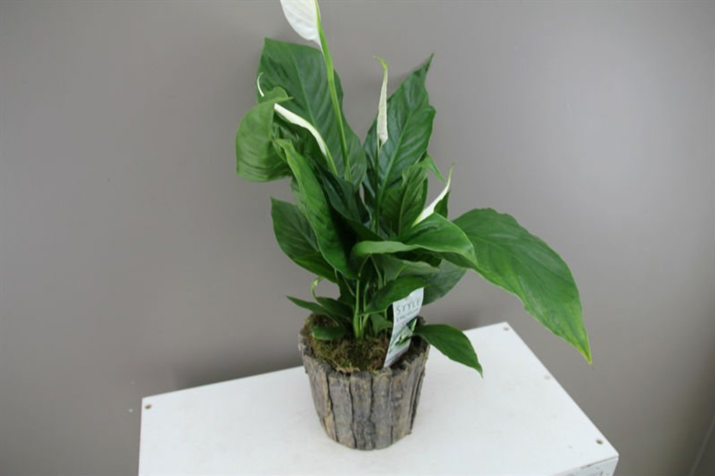 Tree trunk planter with Peace Lily