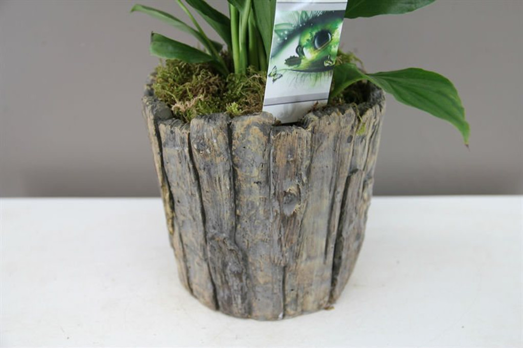 Christmas Peace Lily in authentic planter