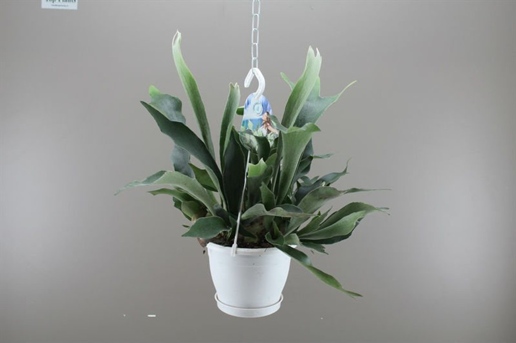 Staghorn fern with hanging basket