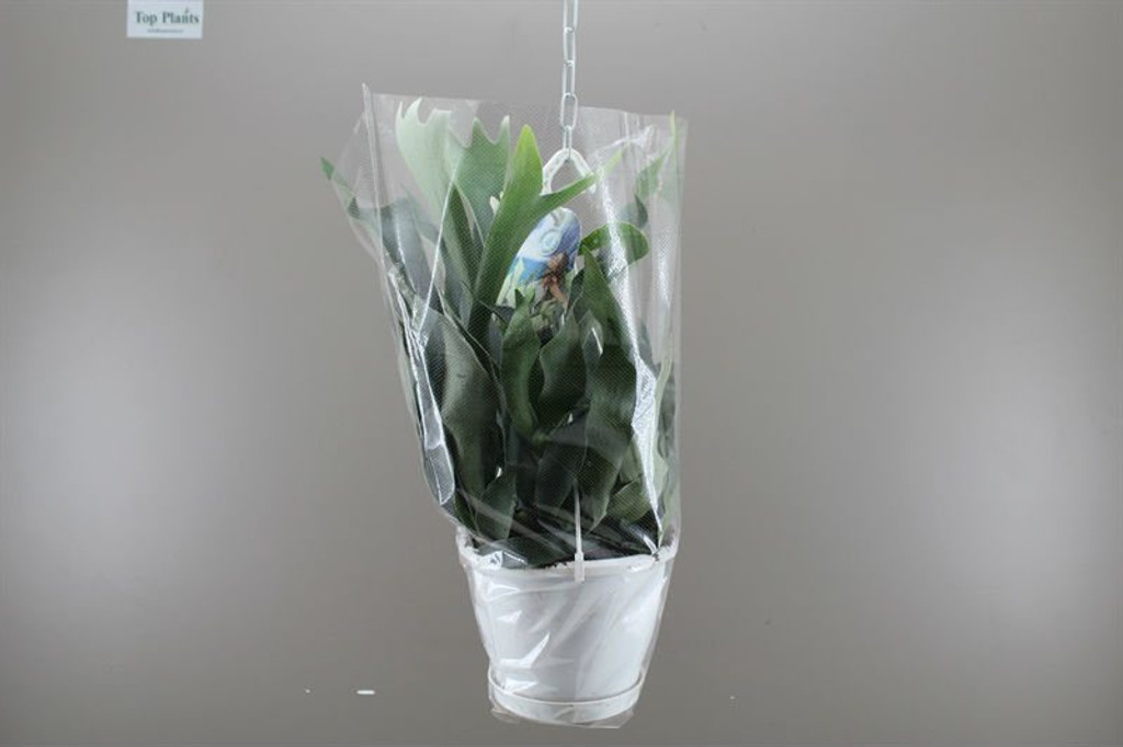 Platycerium Bifurcatum with hanging basket