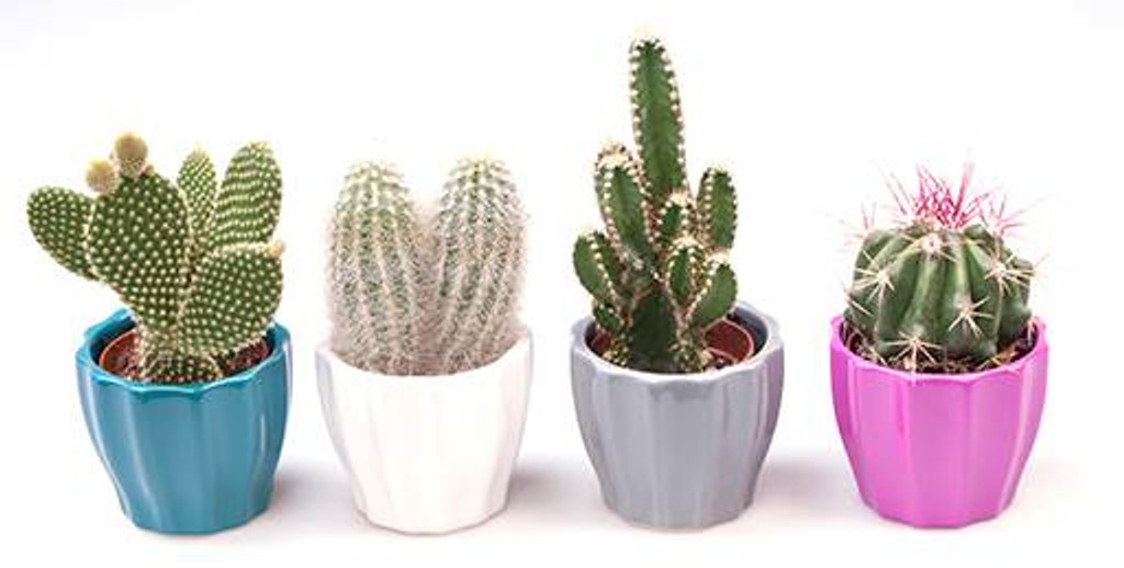 Bright cactus gift set