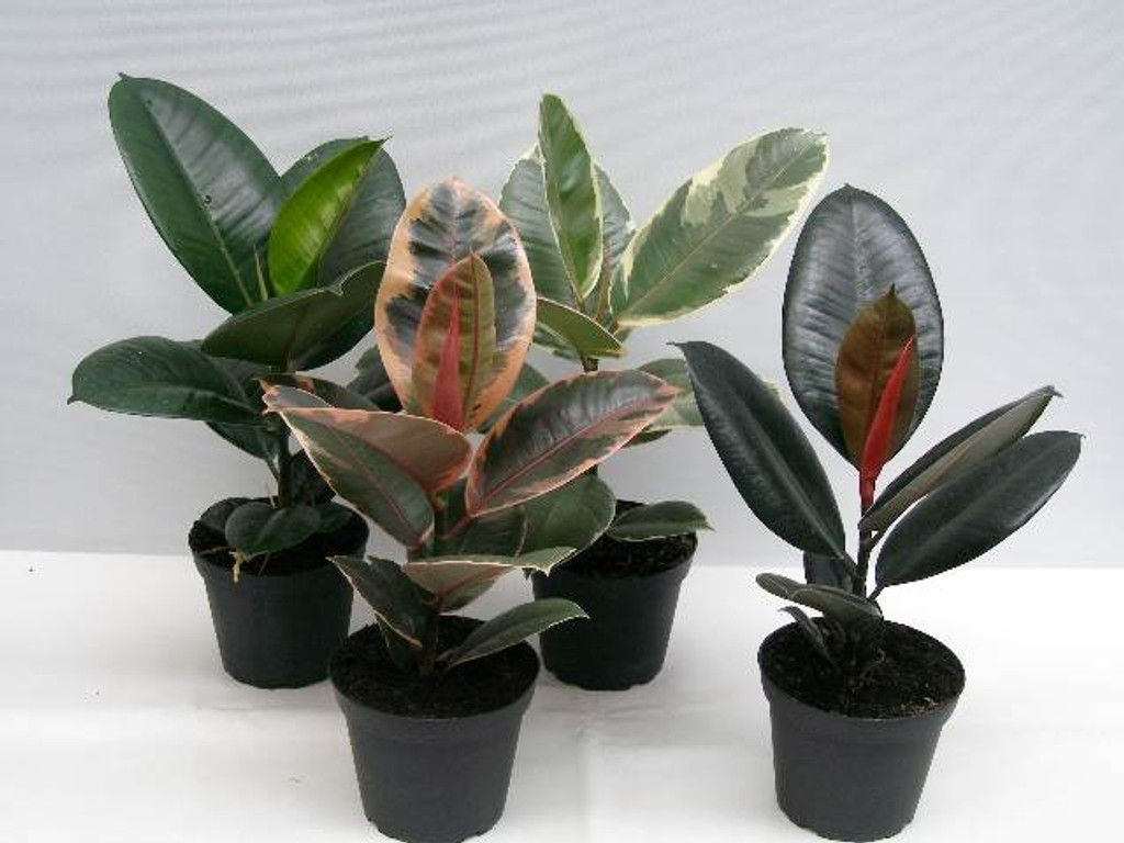 Rubber Plant Mix - Ficus Pot 13cm