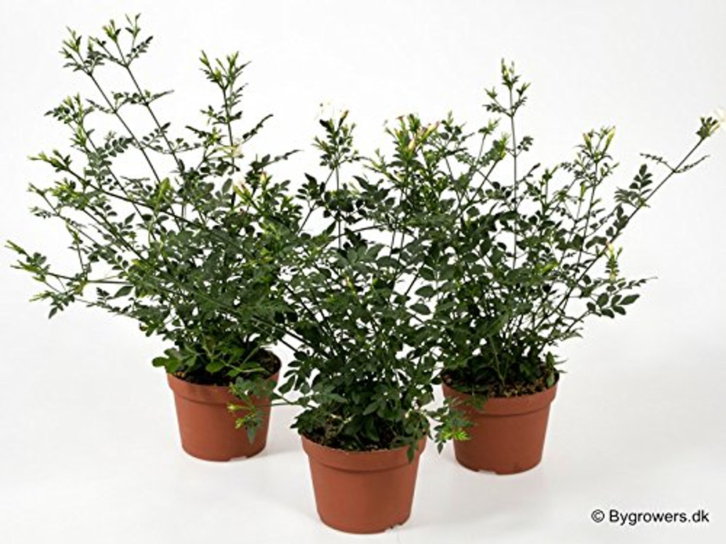 Jasmine Jasminium shrub