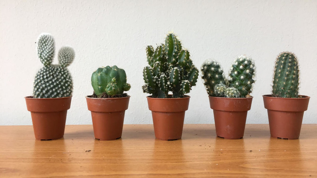 GIFT SET of 5 Sweet Little Cactus .
Limited Stock.