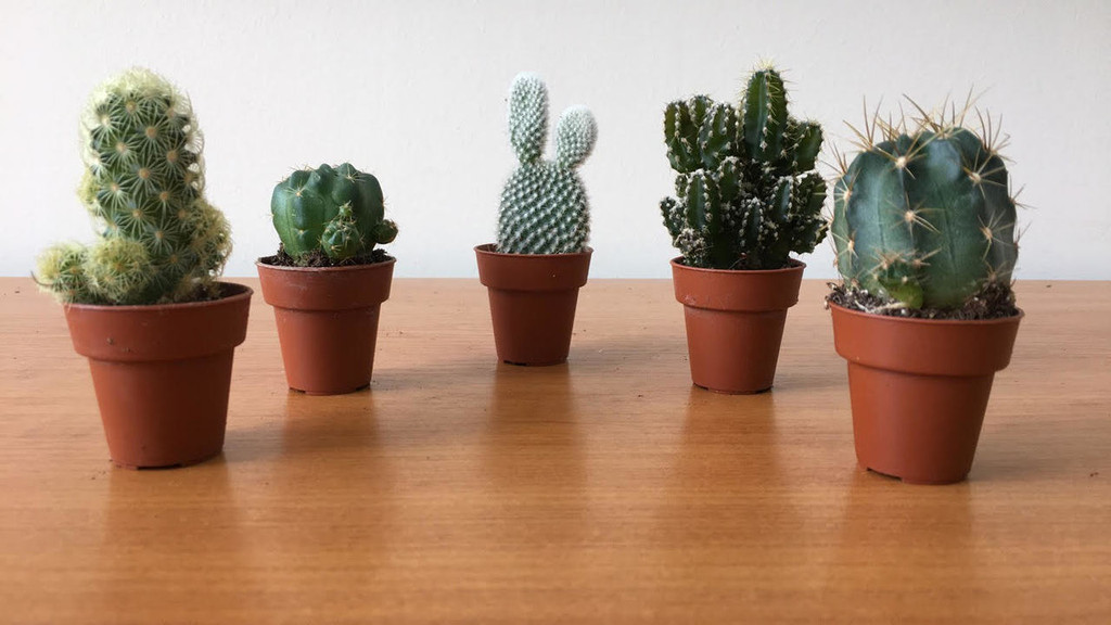 GIFT SET of 5 Sweet Little Cactus .
Limited Stock.