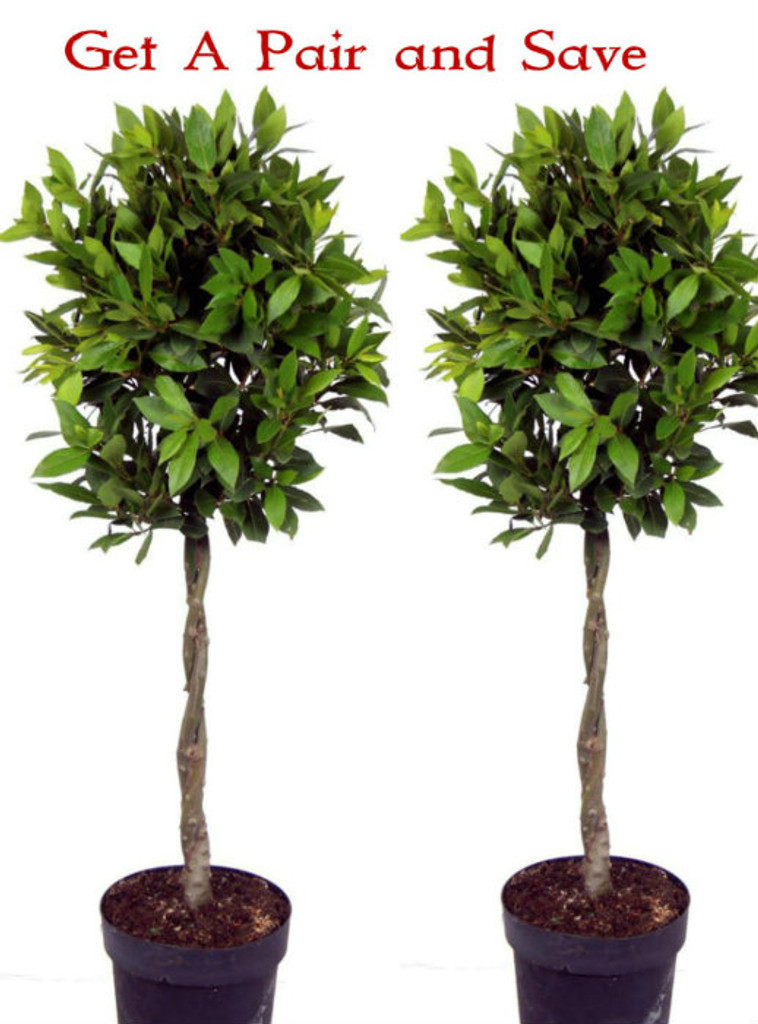 Pair of Laurus nobilis Standard Bay Tree Shaped with Plaited Stem - Height 100cm
