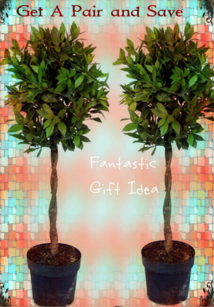 Great Gift Idea For a Wedding, New Home, New Shop, or to upgrade a house and a garden.