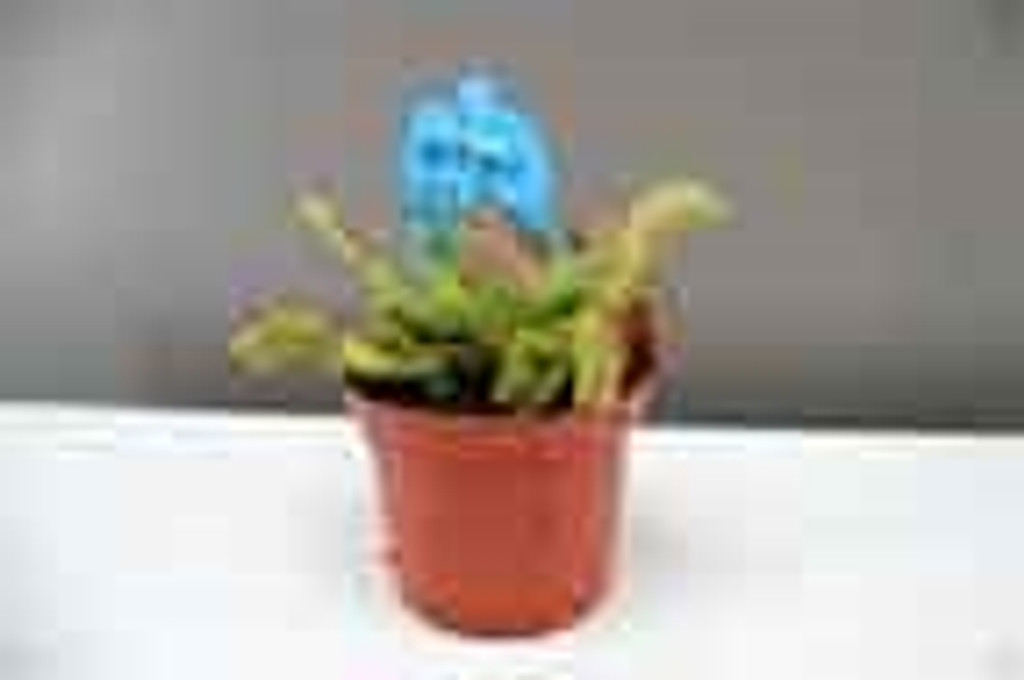 Venus Flytrap pet plant