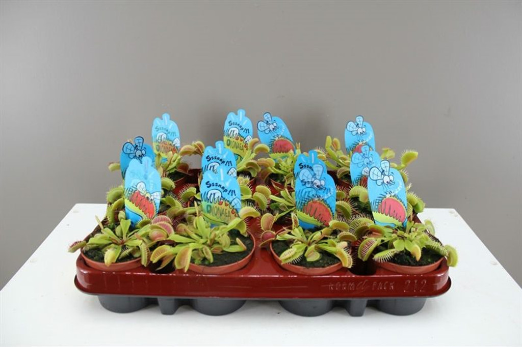 Venus Fly traps