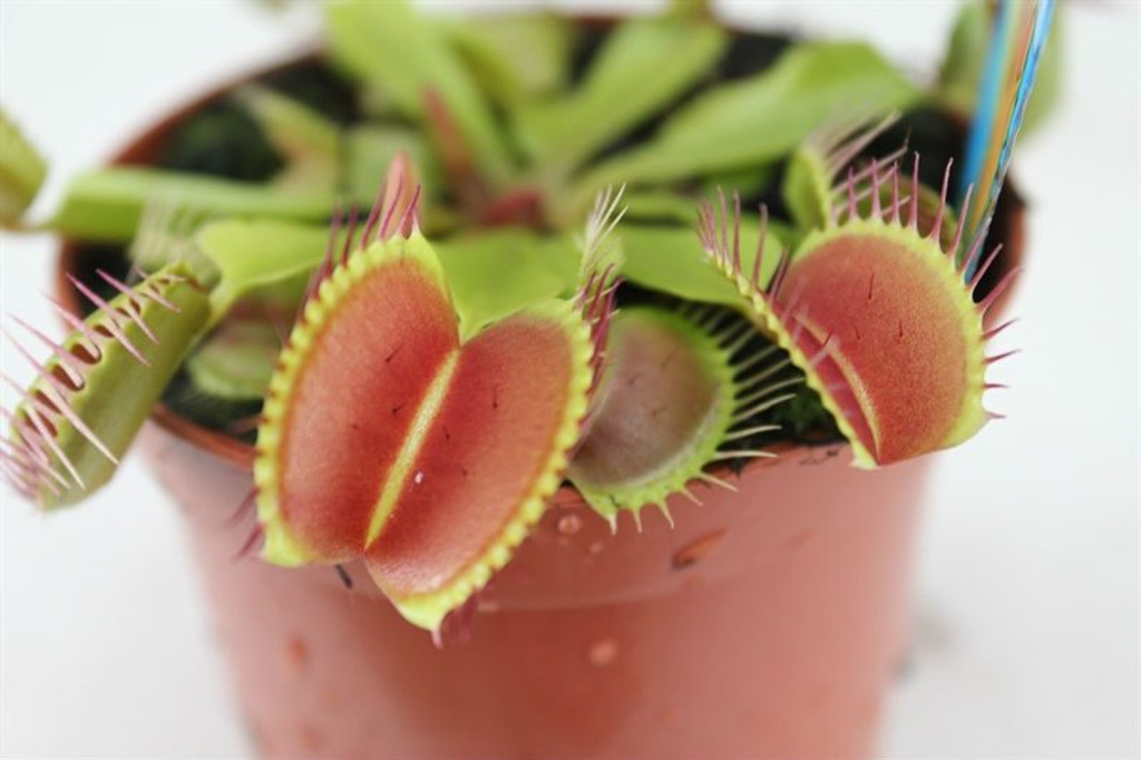 Venus Flytrap leaves