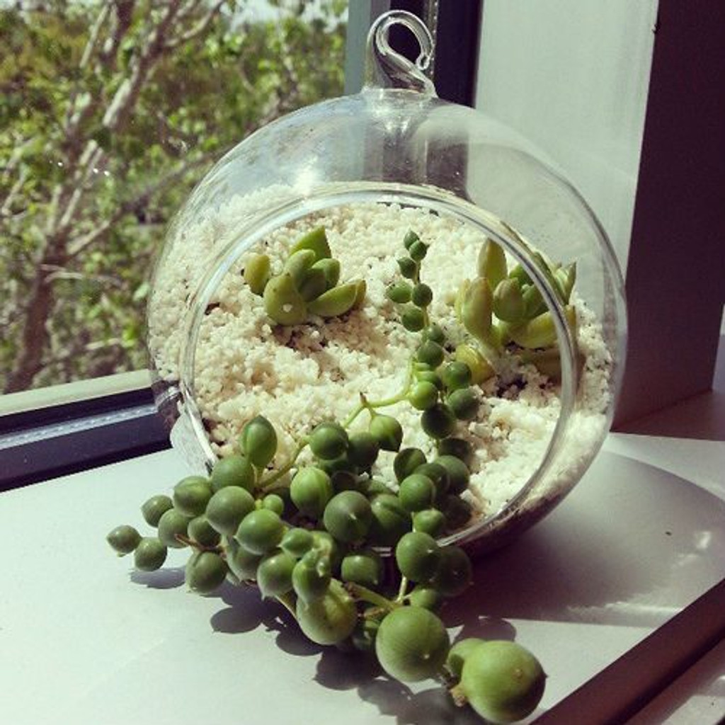 Senecio Rowleyanus