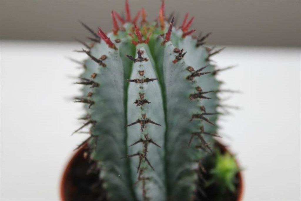 African milk barrel cactus