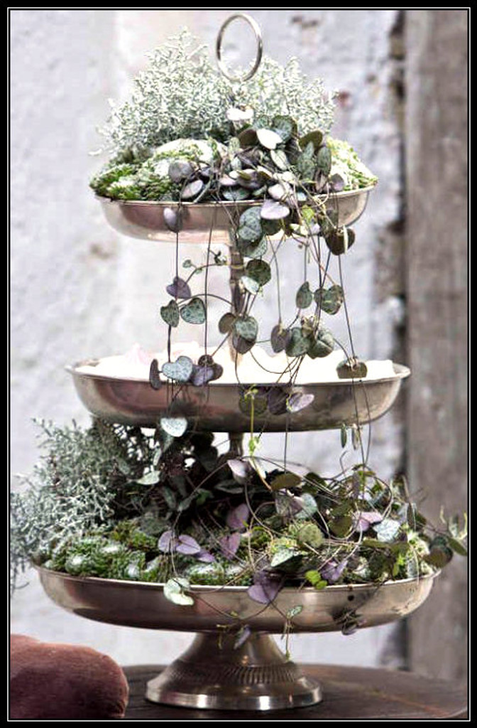 Rosary Vine