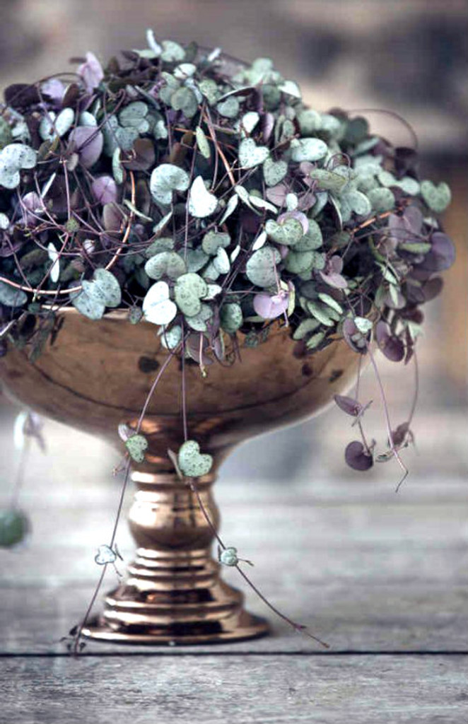 Ceropegia Woodii Hearts on a String