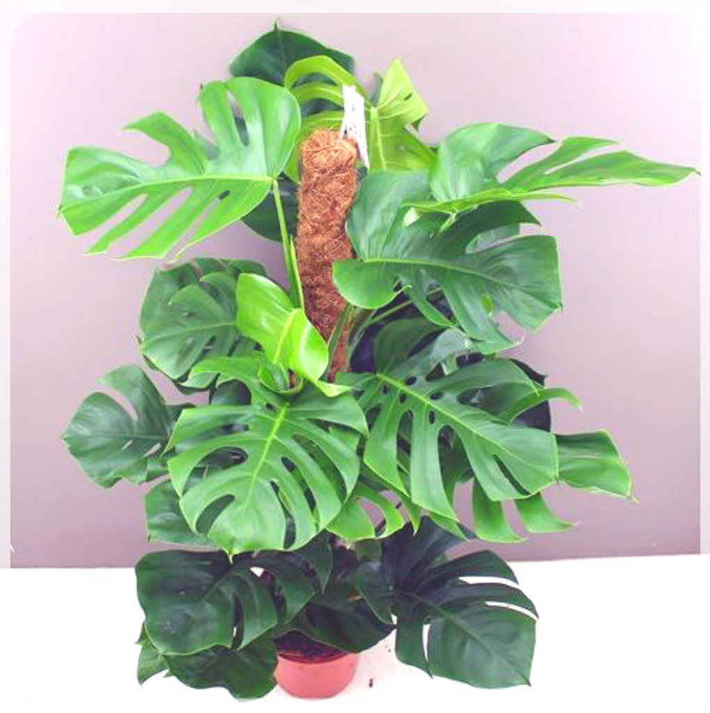 Cheese Plant