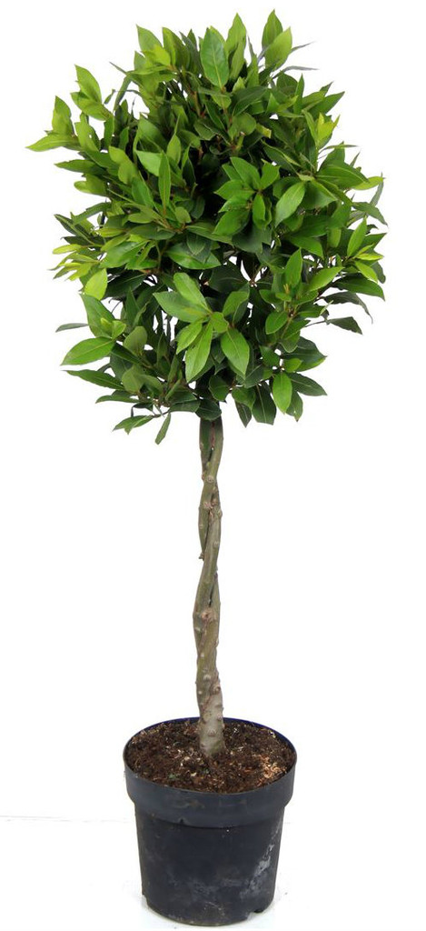 100cm twisted stem Laurus Bay Tree
