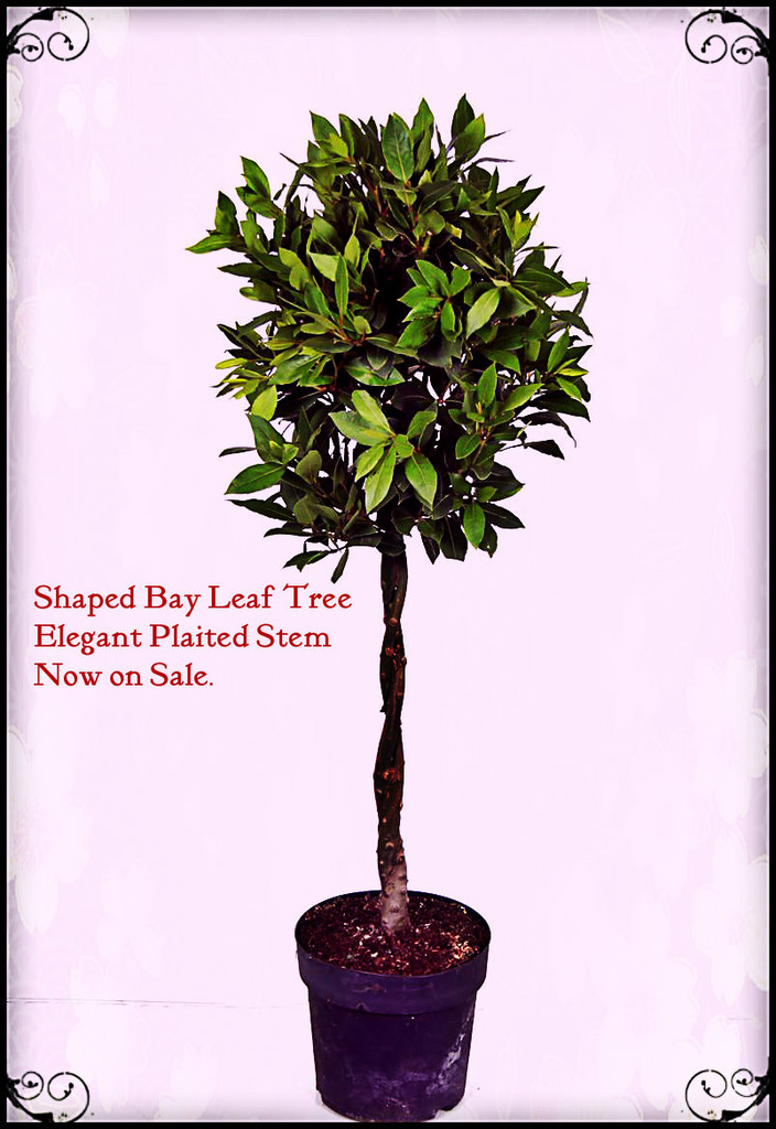 Laurus nobilis Standard Bay Tree - 1 tree Shaped with Plaited Stem - Height 100cm ( 3ft+)