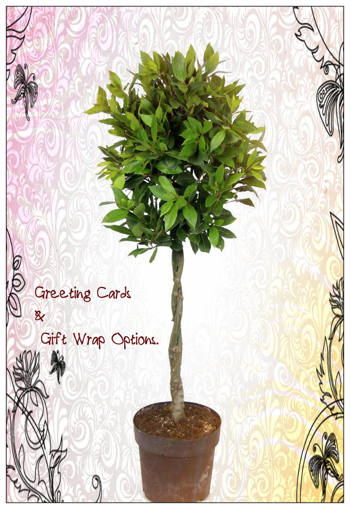 Bay Leaf Shaped Plant , Excllent Gift , Greeting cards and and Gift Wrap are optional.