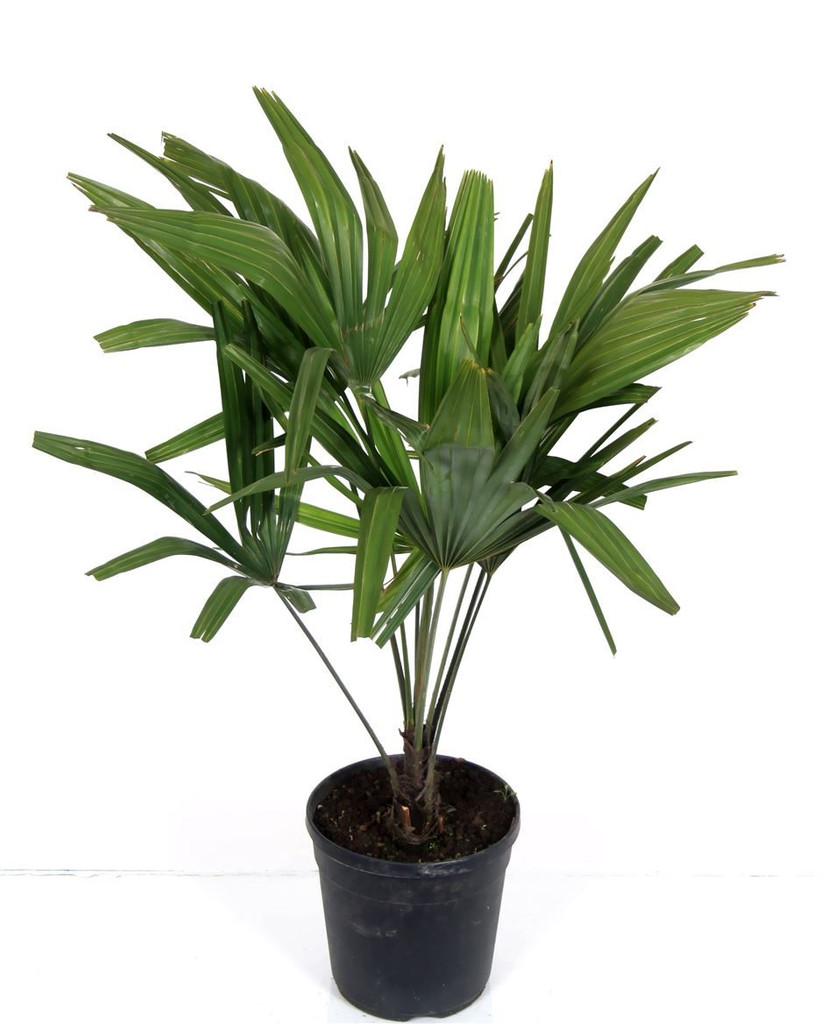 Chusan palm