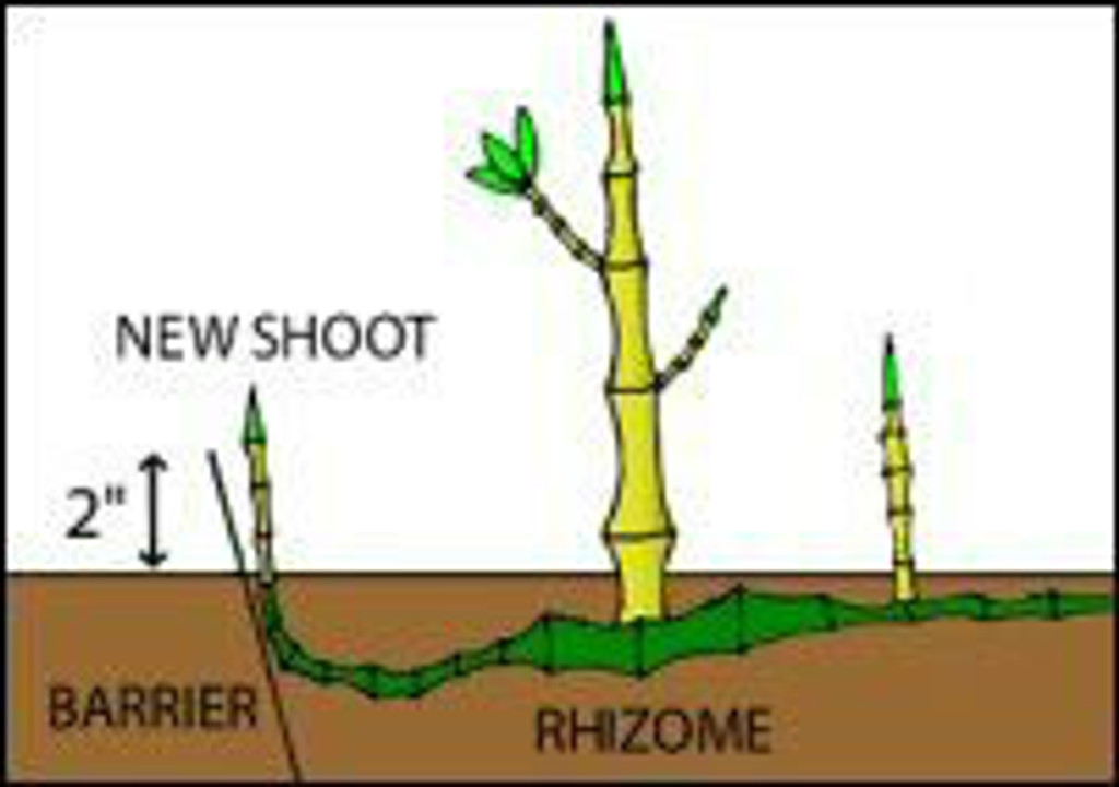 Bamboo rhizome barrier
