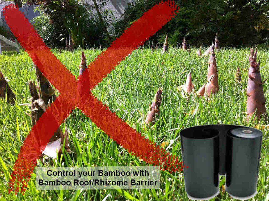 stop bamboo plants spreading