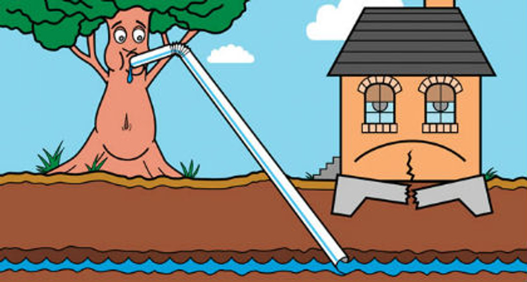 In Clay soils tree roots may dry the soil make it shrink and cause damage to properties. It is why you need to install tree root barriers before the problem caused.