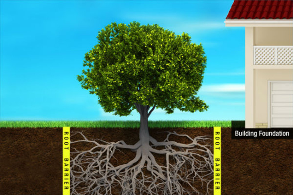 Keep tree roots away from foundations.