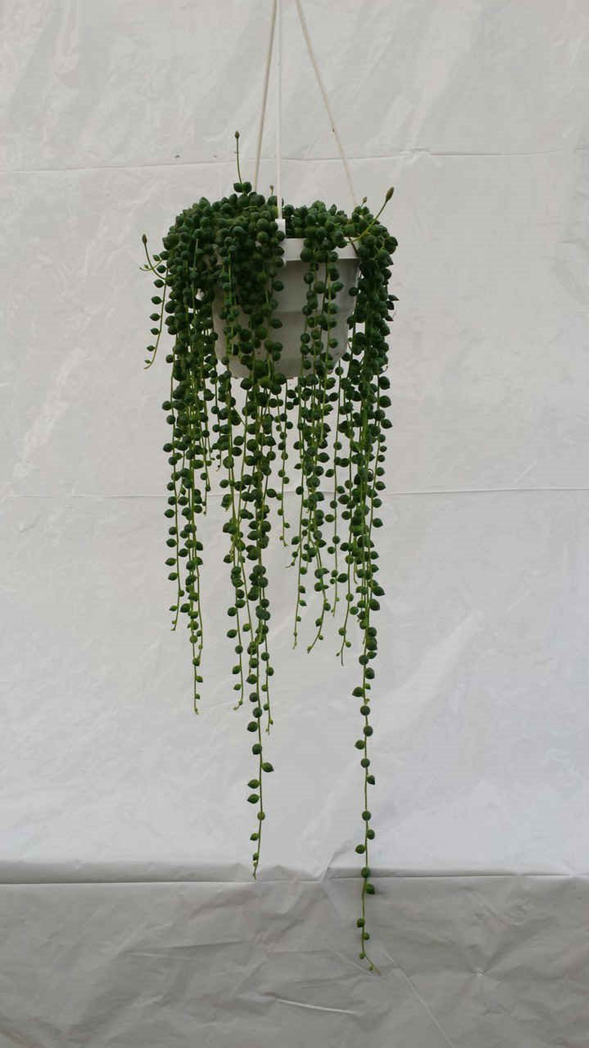 Pot 11cm String of Pearls Hanging Basket Senecio Rowleyanus