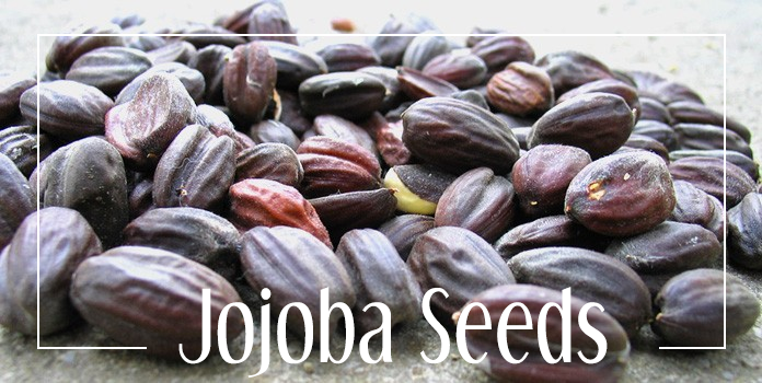 jojoba-seeds.png