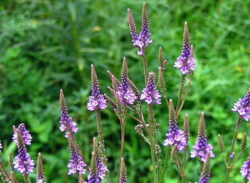 Blue Vervain Flower Essence
