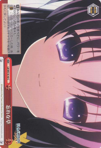 Forget-me-not C LB/WE18-40