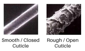 Comparaison des cuticules d'un cheveu lisse et d'un cheveu rêche